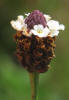 Texas Frogfruit, Phyla nodiflora (5)