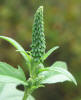 Texas Giant Ragweed, Ambrosia trifida v texana (16)