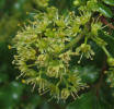 Texas Hercules-club Prickly-ash, Zanthoxylum clava-herculis var. fruticosum (7)