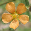 Texas Indian Mallow, Abutilon fruticosa (3)