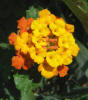 Texas Lantana, Lantana urticoides (9)