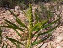 Texas Queen's Delight, Stillingia texana