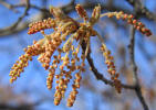 Texas Red Oak, Quercus texana, C (15)