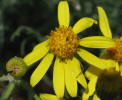 Threadleaf Groundsel, Senecio flaccidus (1)