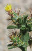 Tocalote, Centaurea melitensis