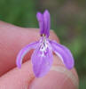 Tube-Tongue, Siphonoglossa pilosella (1)