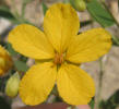 Two-leaved Senna, Cassia roemeriana (5)