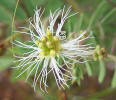 Velvet Bundleflower, Desmanthus velutinus