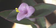 Wandering Jew Tradescantia pallida, Ann