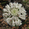 White Barbara's-buttons, Marshallia caespitosa (7)