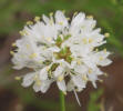  Clover, Petalostemum multiflorum (6)