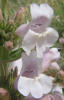 Wild Foxglove, Penstemon cobaea (17)
