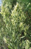 Willow Baccharis, Baccharis salicina (4)