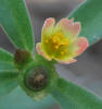 Wingpod Purslane, Portulaca umbraticola (2)