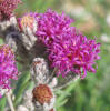 Woolly Ironweed, Vernonia lindheimeri (6)