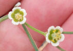 Wright's Spurge, Euphorbia wrightii (6)