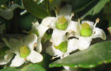 Yopon Holly, Ilex vomitoria, B (6)
